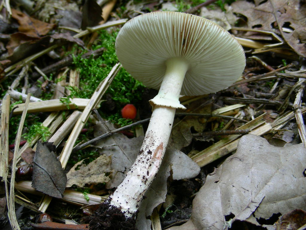 Amanita....variet